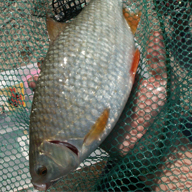 Poisson de l'étang de Naninne