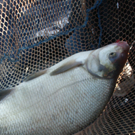 Poisson pêché à Namur